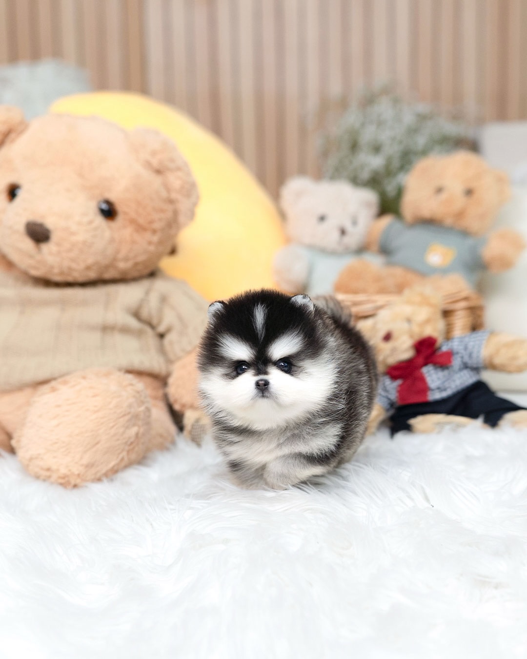 Teacup Pomsky for Sale - Image 3