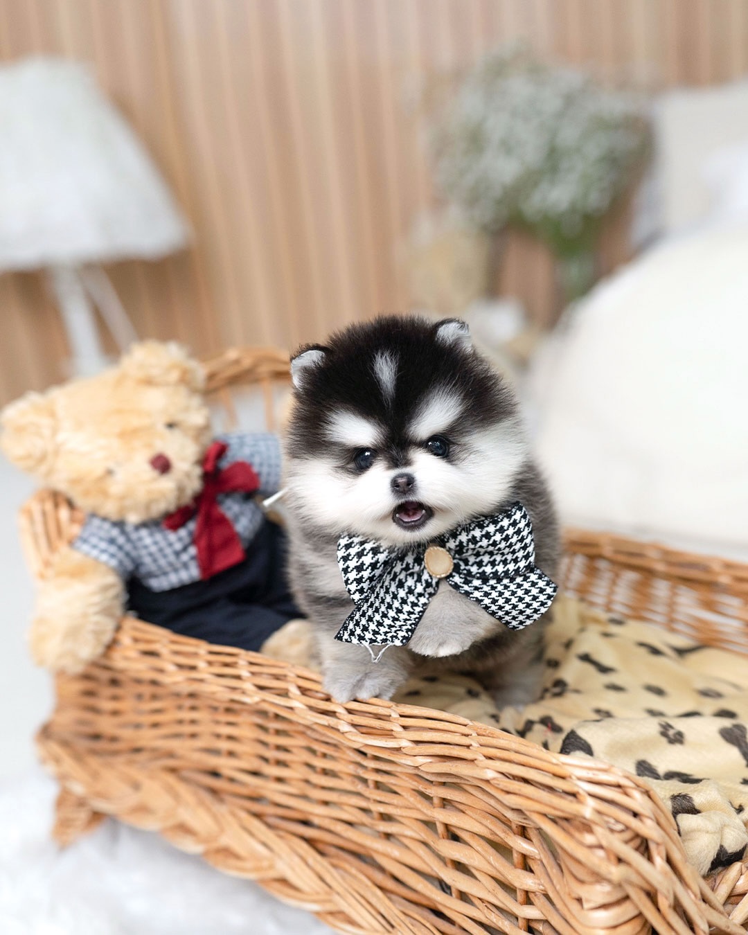 Teacup Pomsky for Sale - Image 2