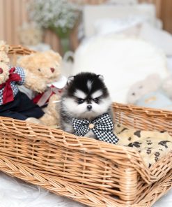 Teacup Pomsky for Sale