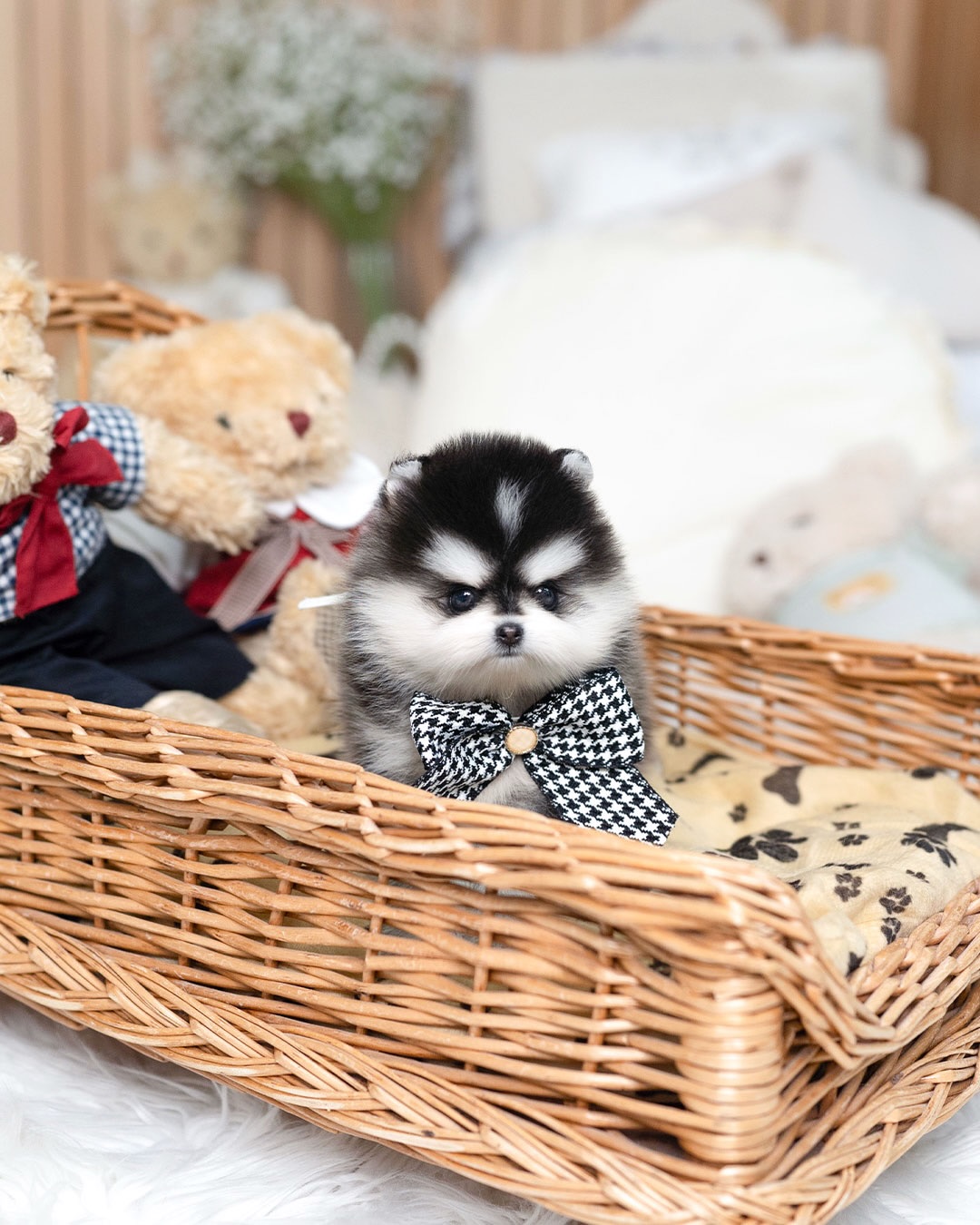 Teacup Pomsky for Sale