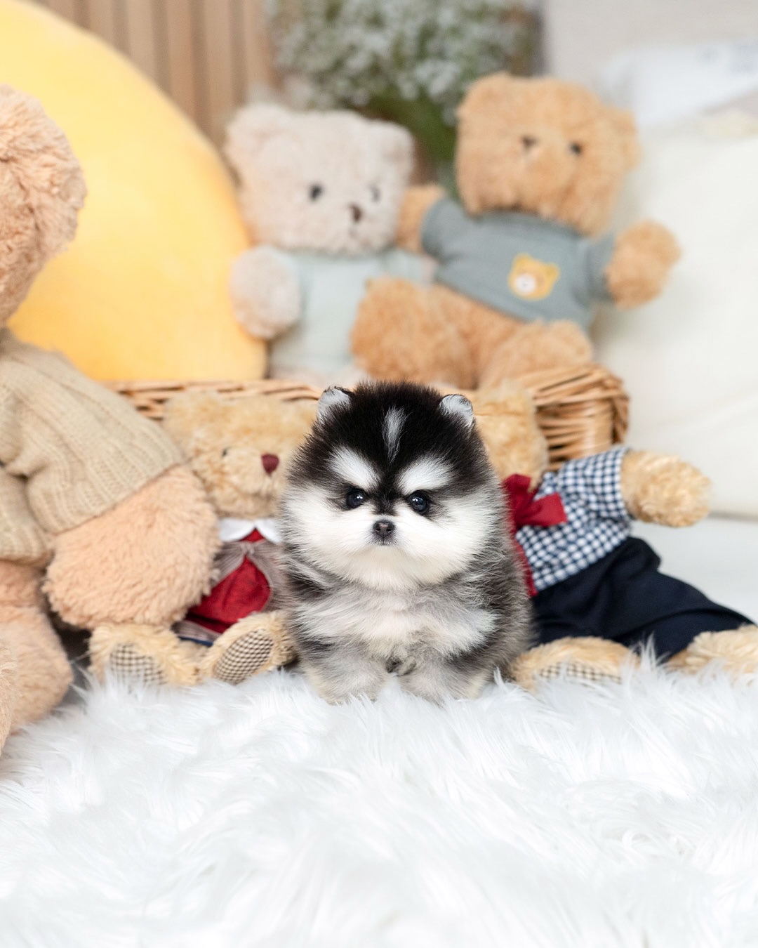 Teacup Pomsky for Sale - Image 4