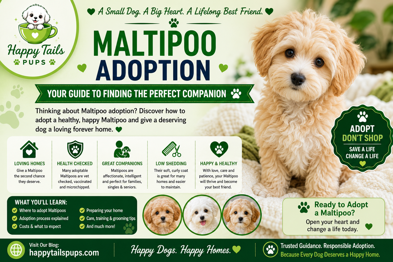 Maltipoo Adoption