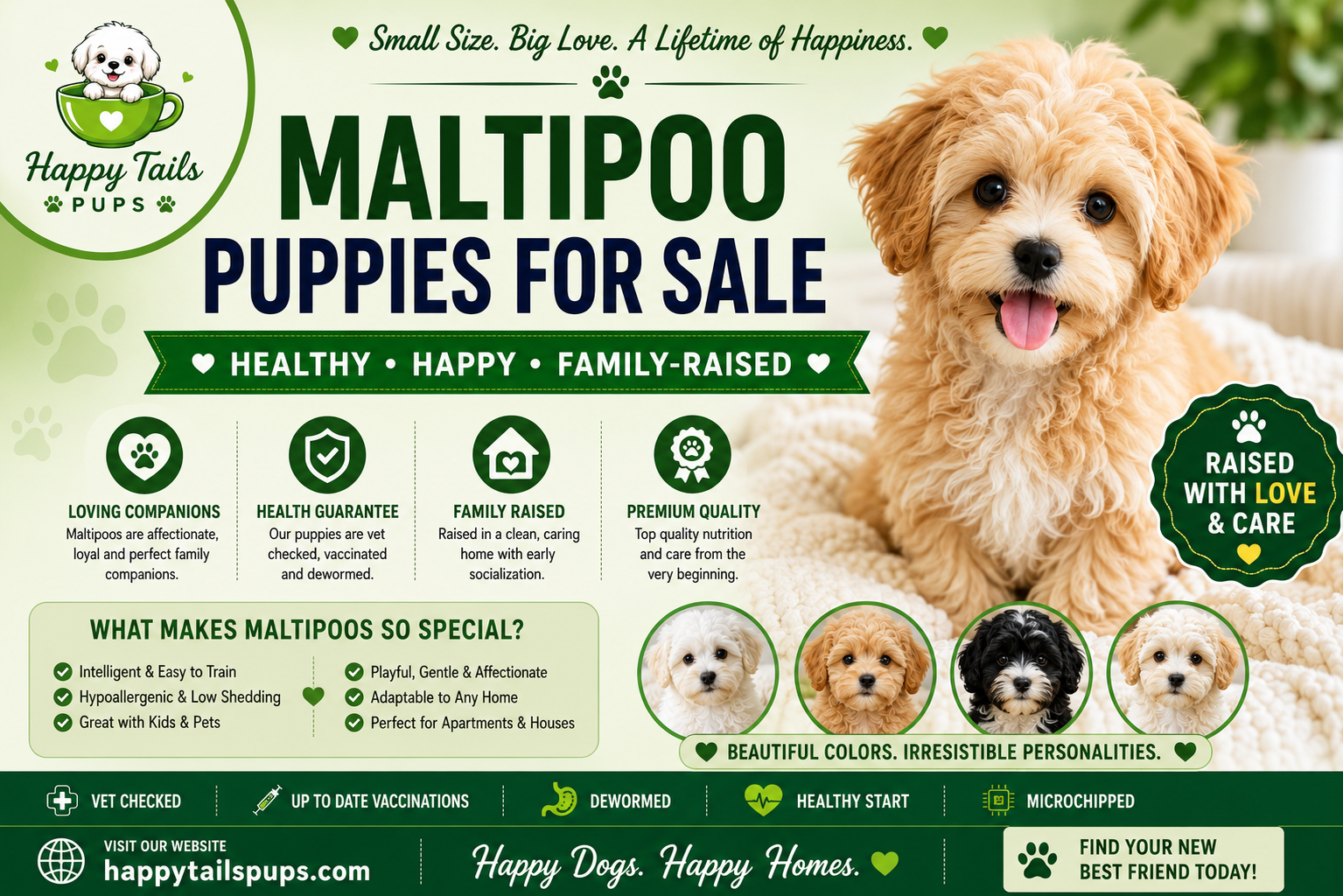 Maltipoo Puppies for Sale