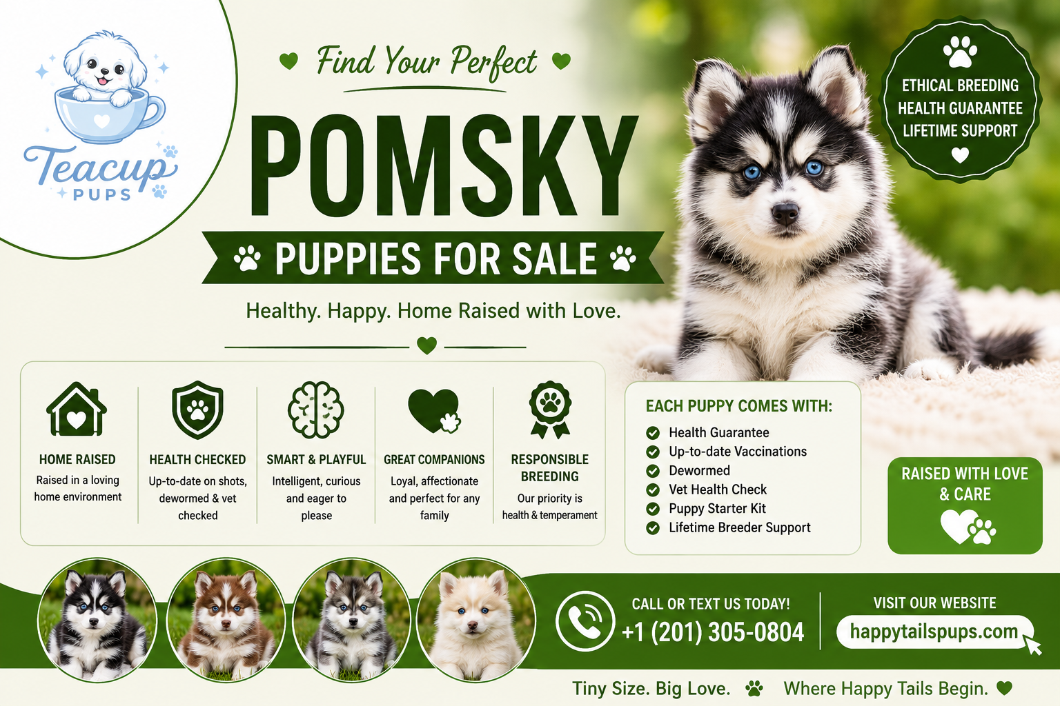 Find Pomsky Puppies for Sale