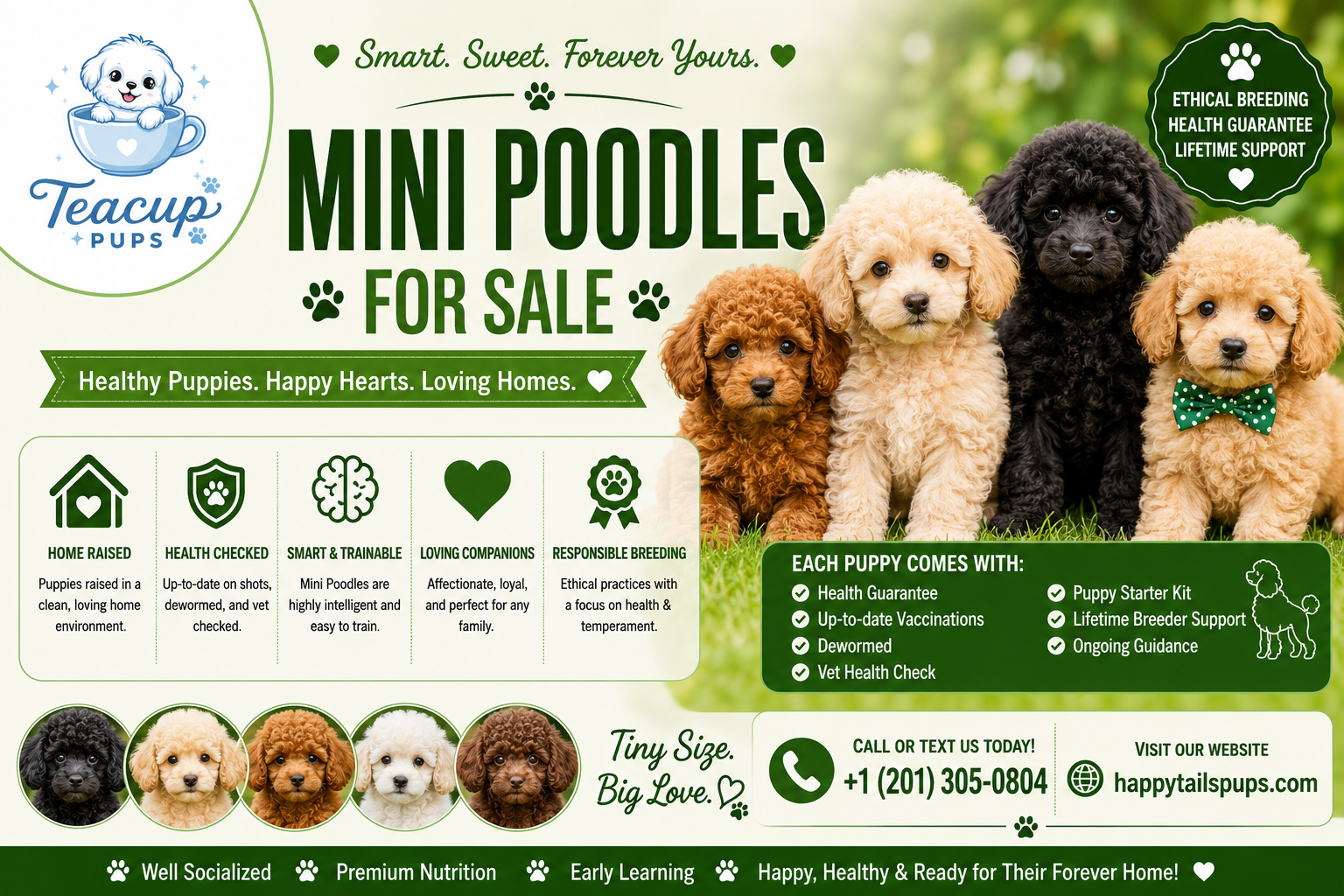 Mini Poodles for Sale