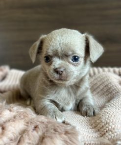 Tiny Teacup Chihuahua