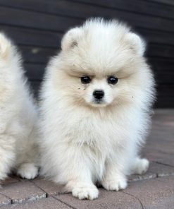 Micro Teacup Pomeranian