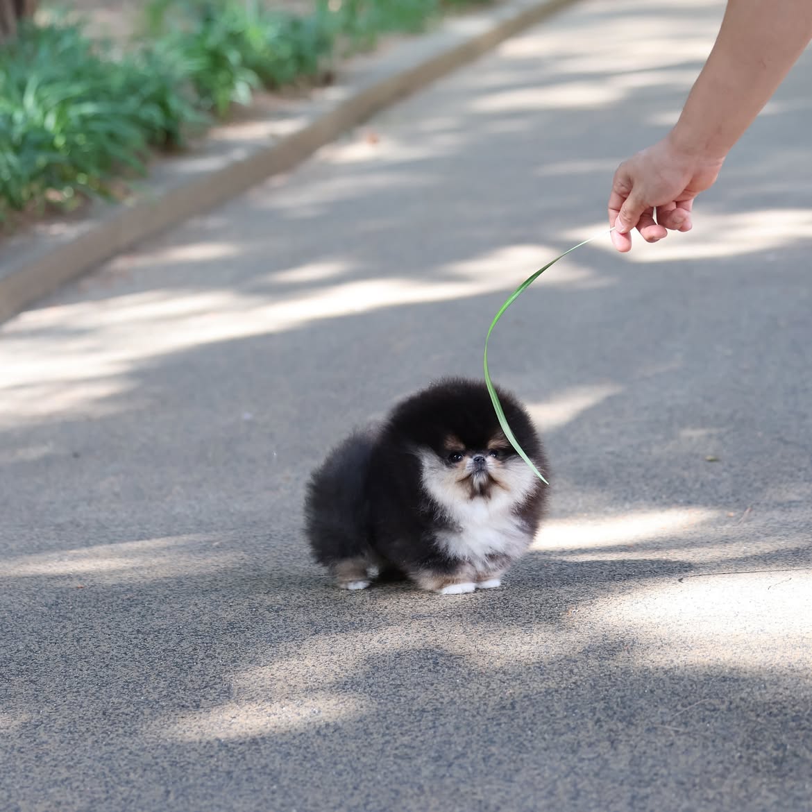 Teacup Pomeranian Puppy - Image 3