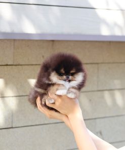 Teacup Pomeranian Puppy