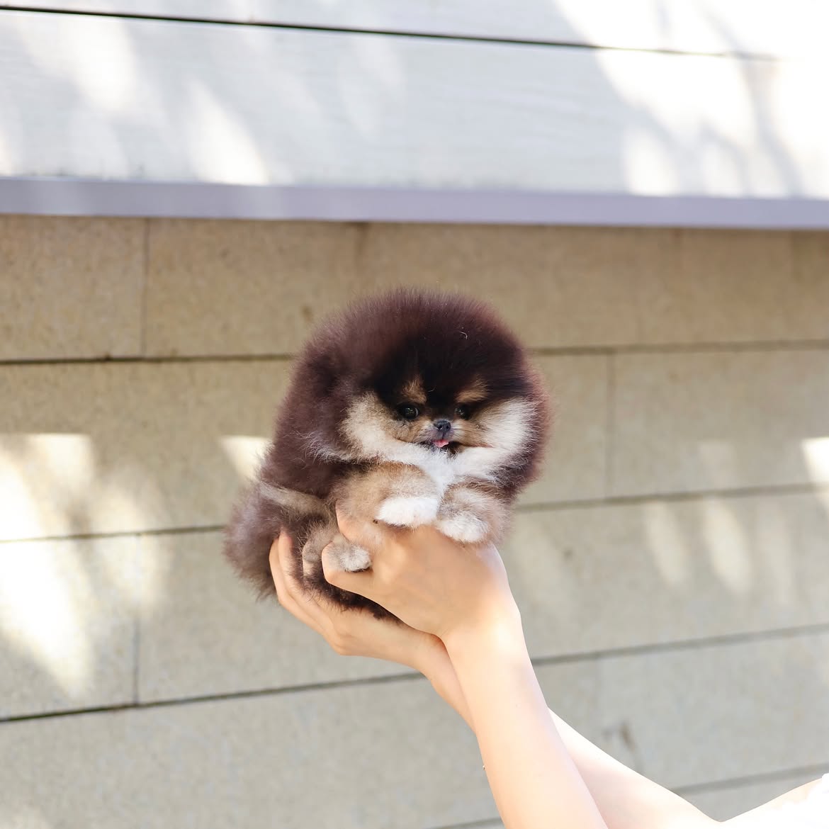 Teacup Pomeranian Puppy