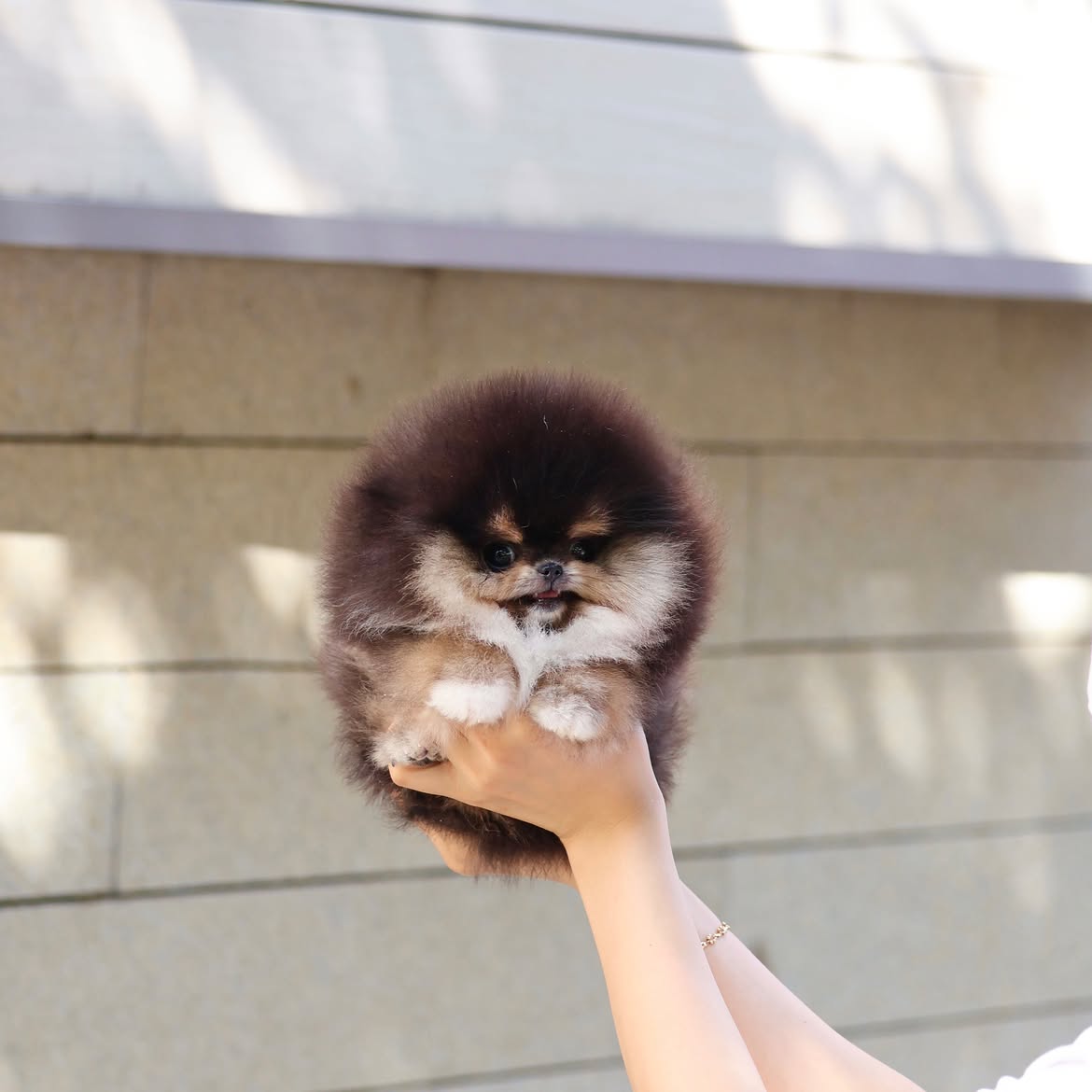 Teacup Pomeranian Puppy - Image 2