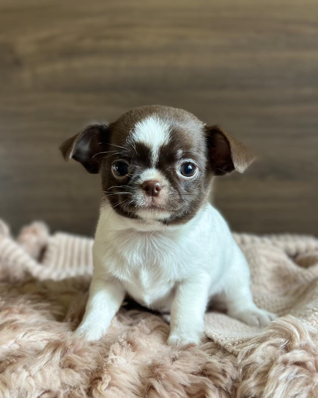 Teacup Chihuahua - Image 2