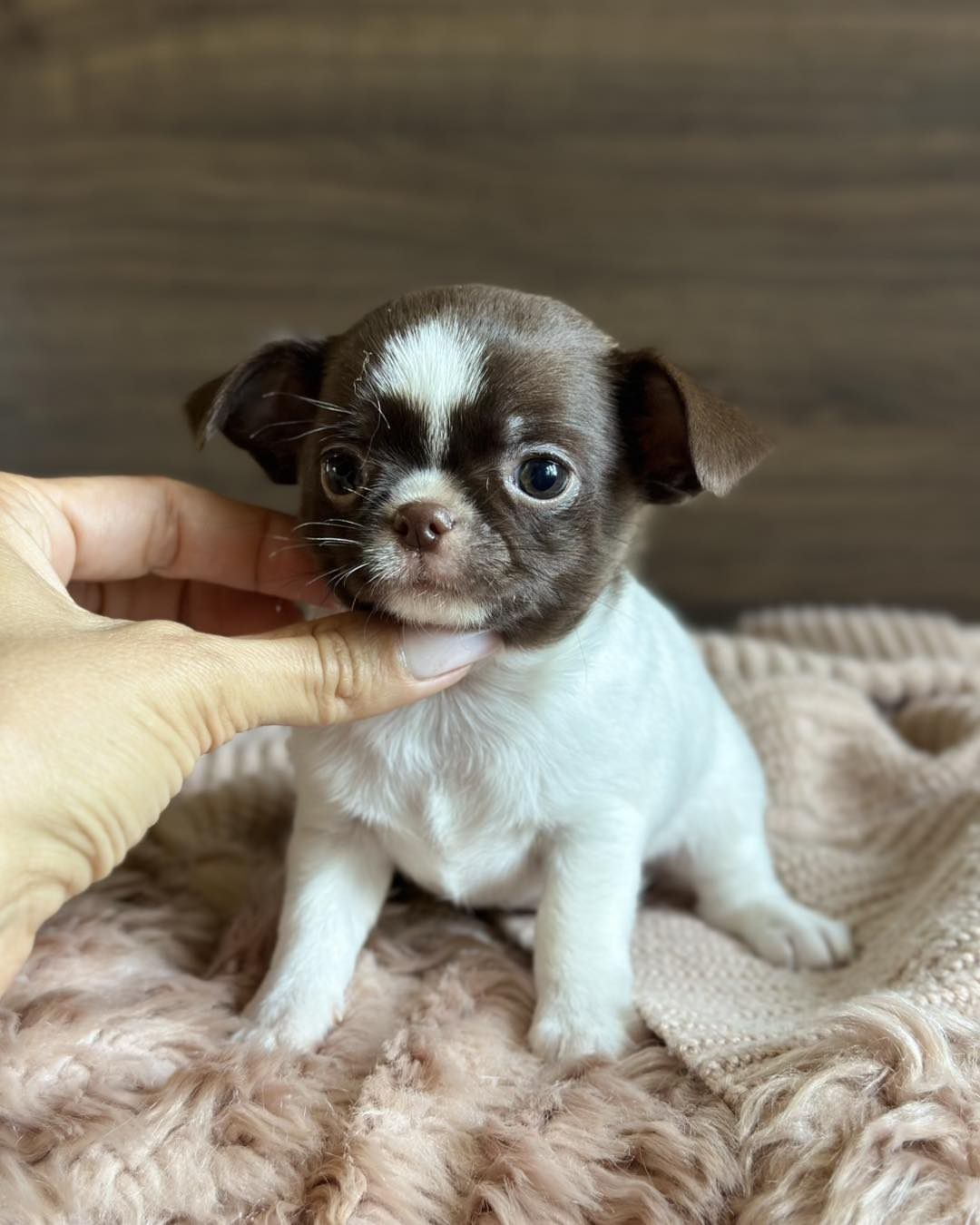 Teacup Chihuahua - Image 3