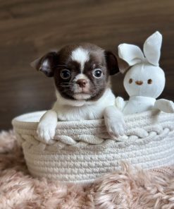 Teacup Chihuahua