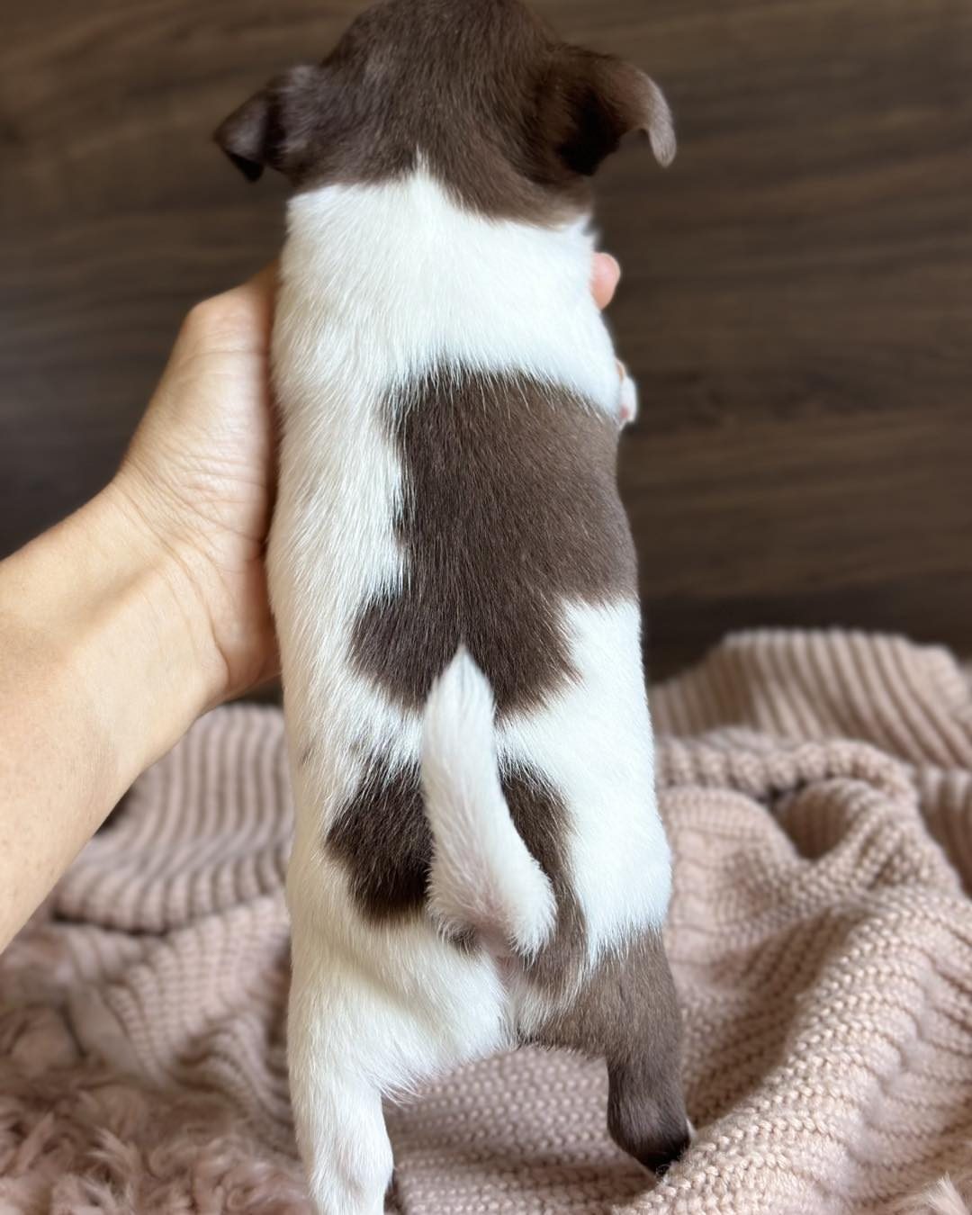 Teacup Chihuahua - Image 4