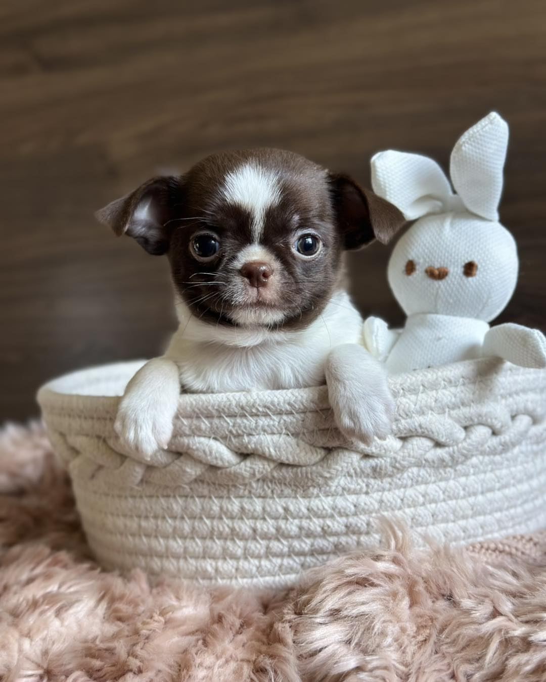 Teacup Chihuahua