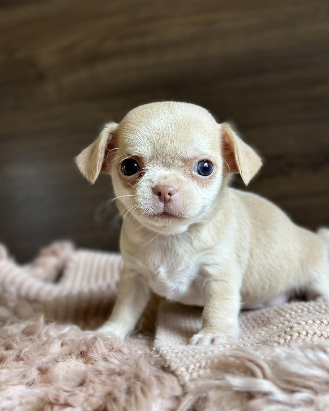 Tea cup chihuahua near me - Image 2