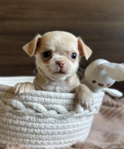 tea cup chihuahua near me
