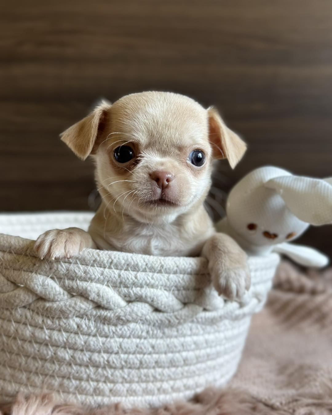 tea cup chihuahua near me