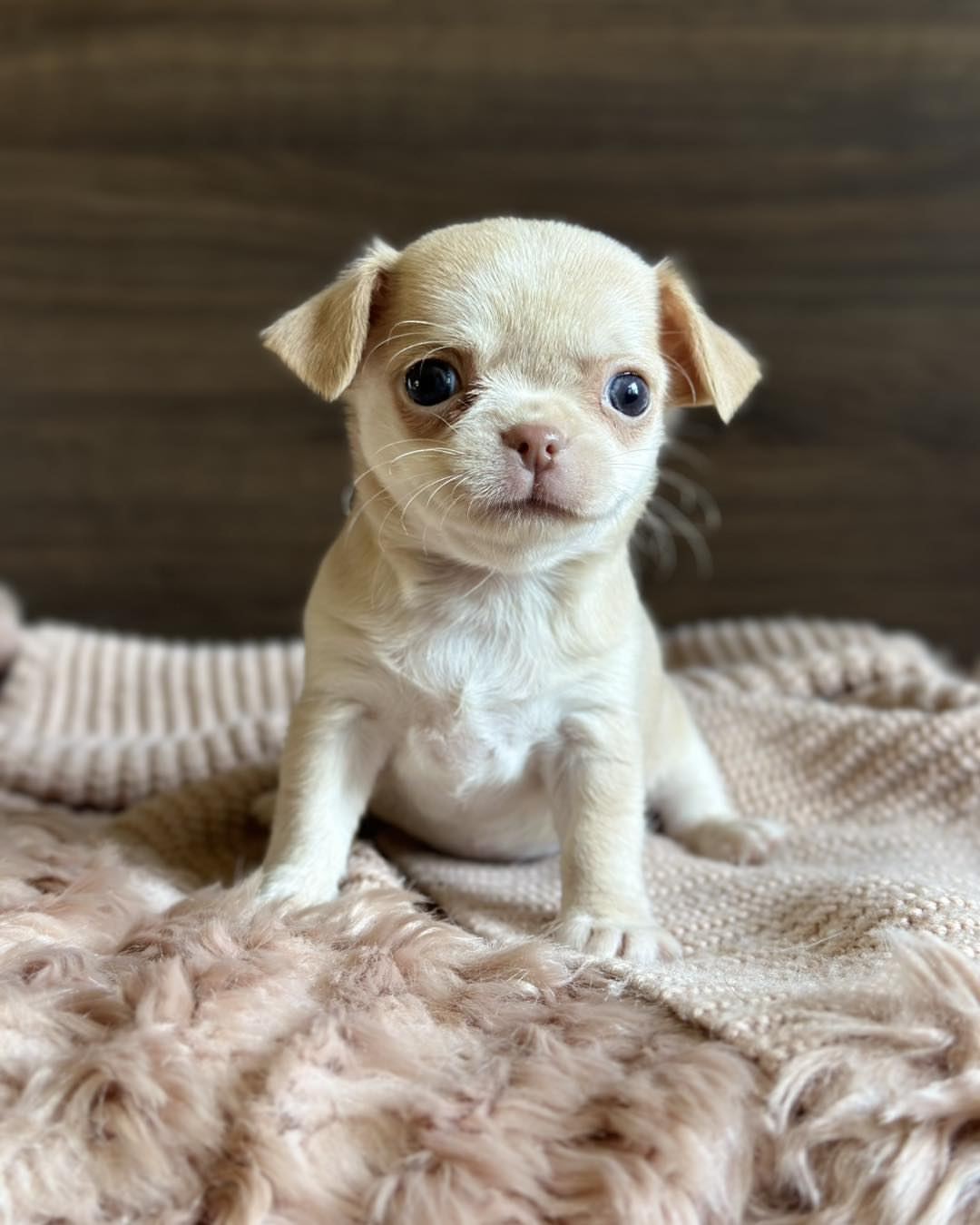 Tea cup chihuahua near me - Image 3