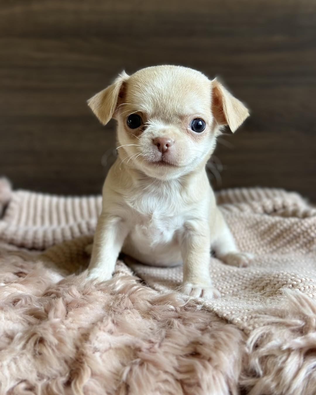 Tea cup chihuahua near me - Image 4