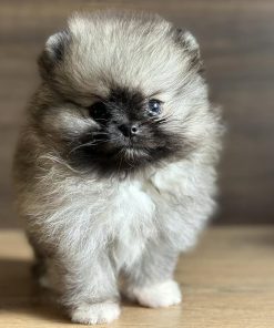 Pomeranian Puppy Near Me