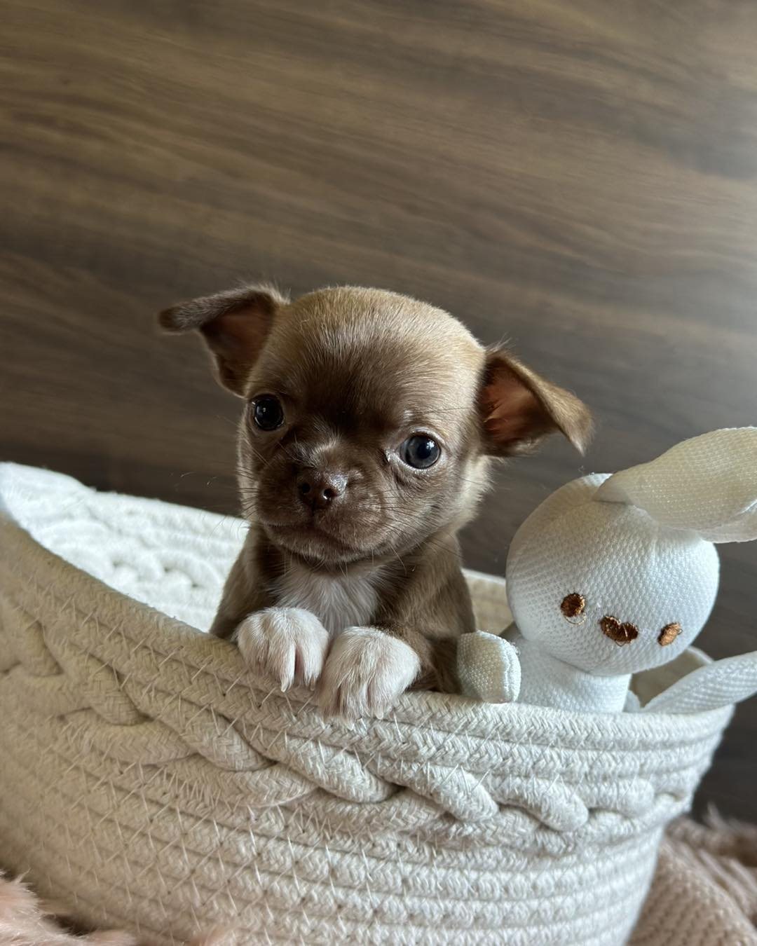 Adopt A Chihuahua - Image 2
