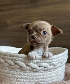 Adopt A Chihuahua