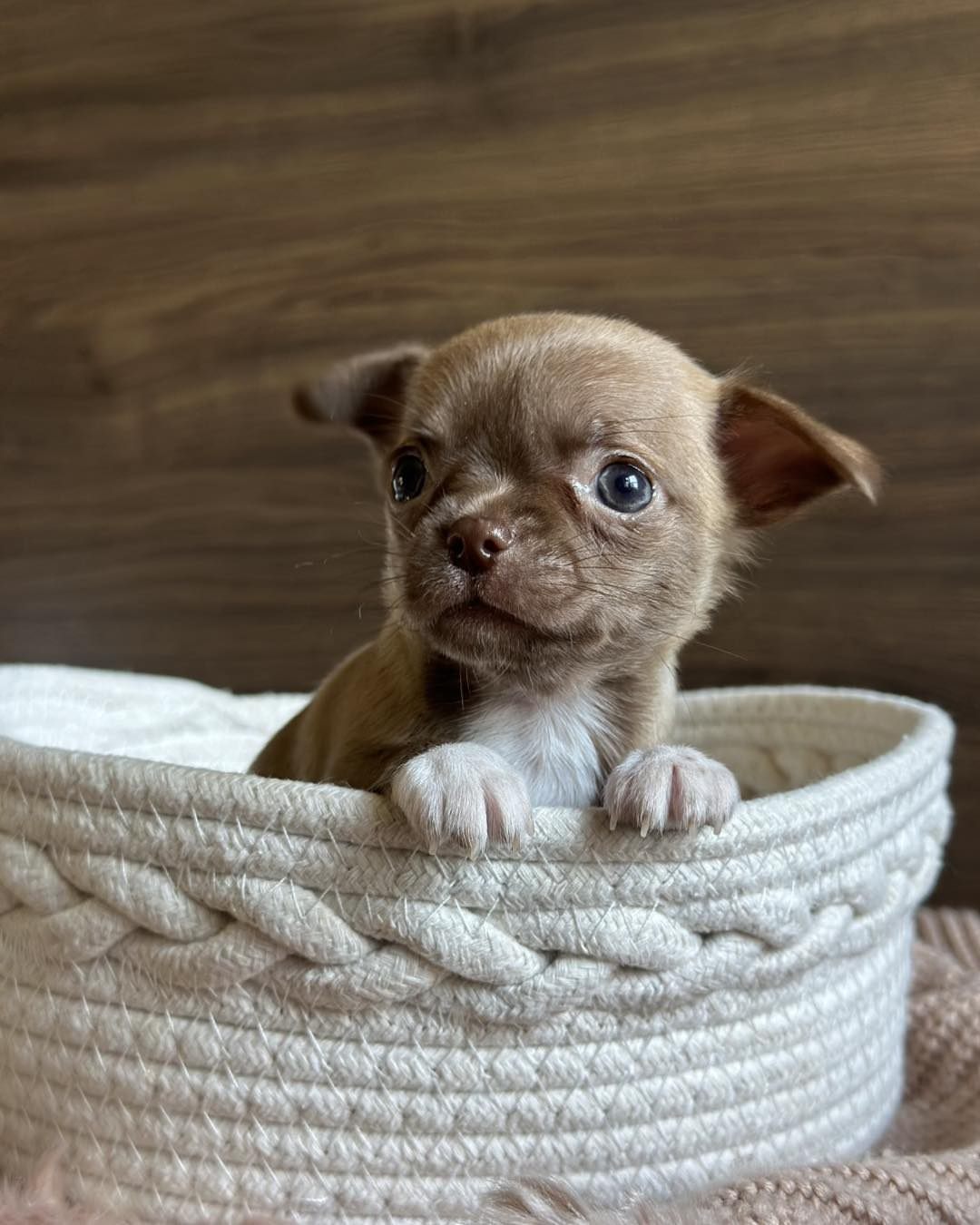 Adopt A Chihuahua