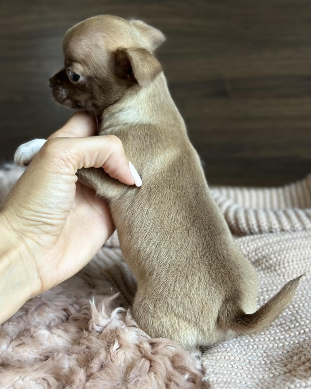 Adopt A Chihuahua - Image 3