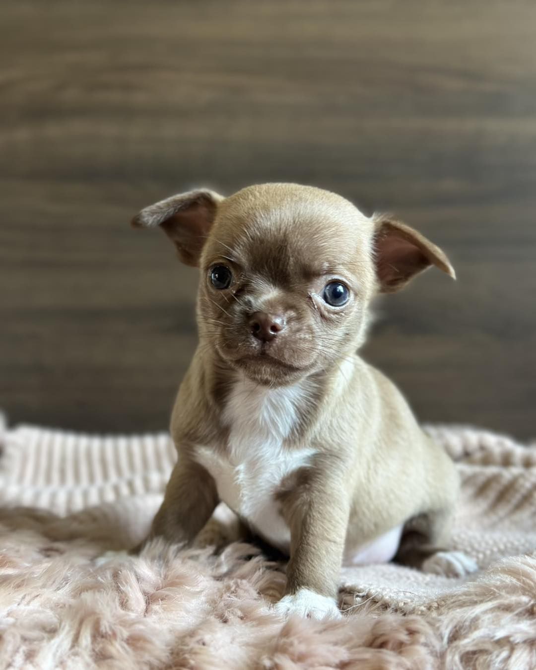 Adopt A Chihuahua - Image 4