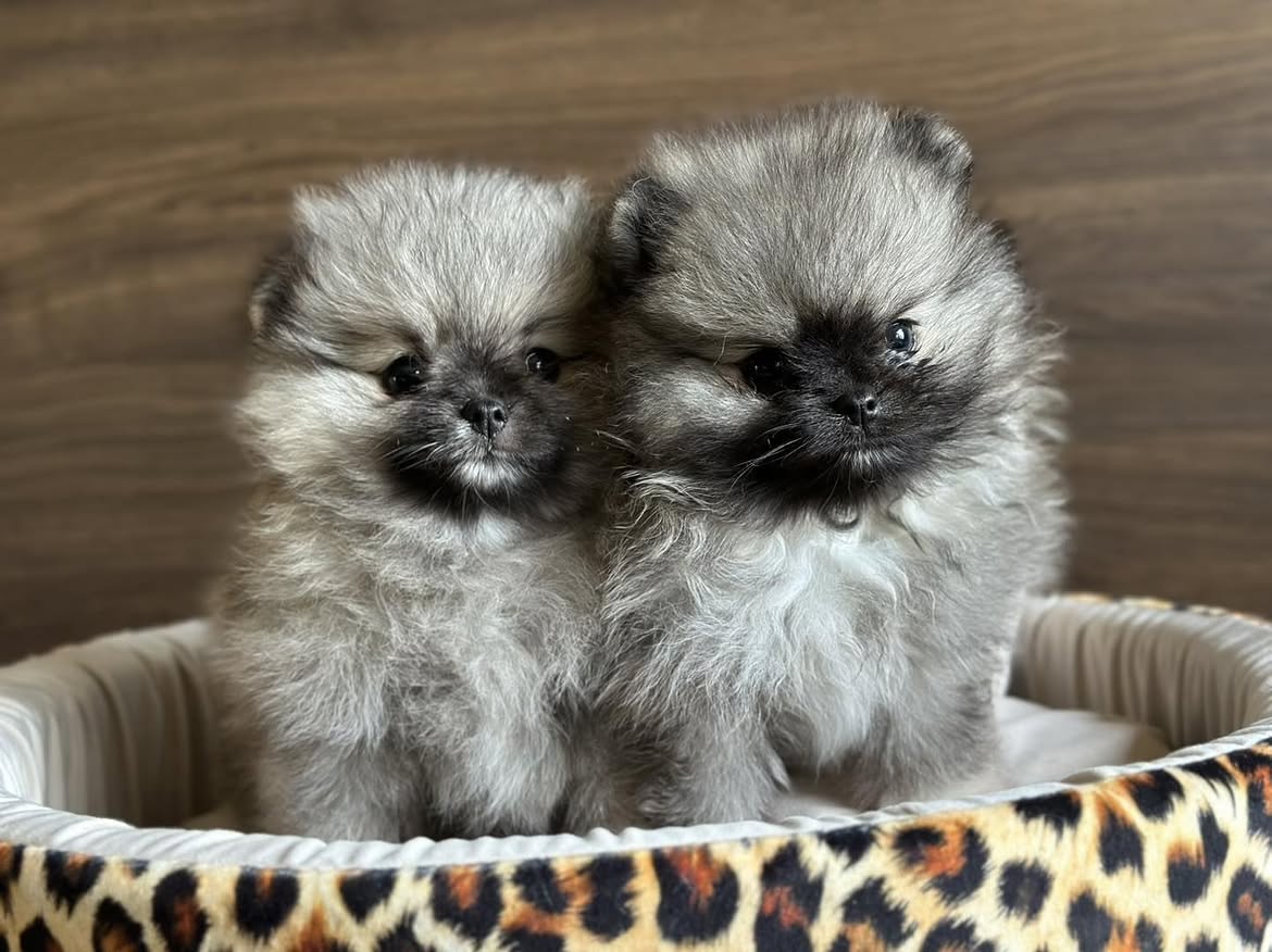 Pomeranian Puppies - Image 2