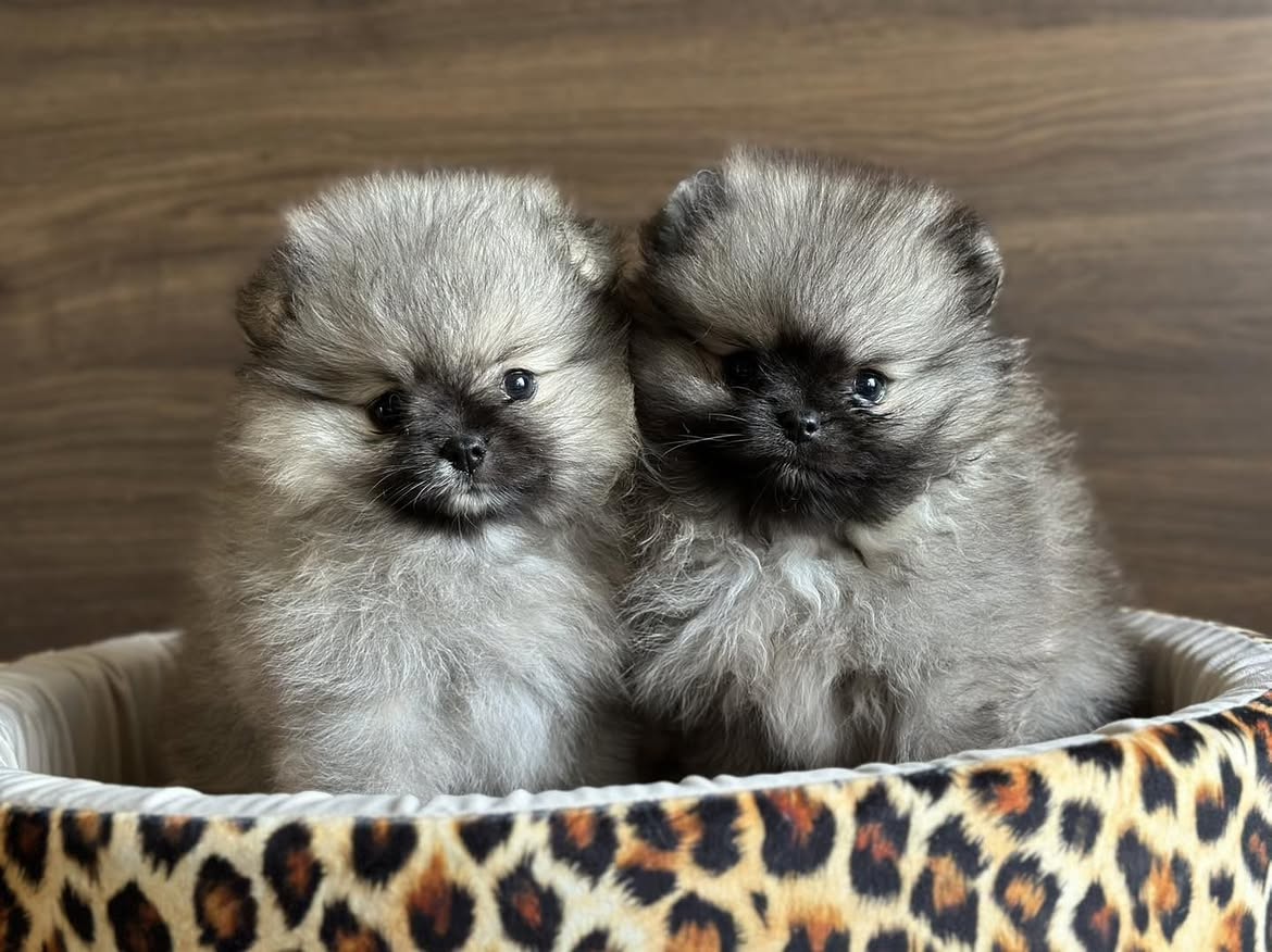 Pomeranian Puppies - Image 3