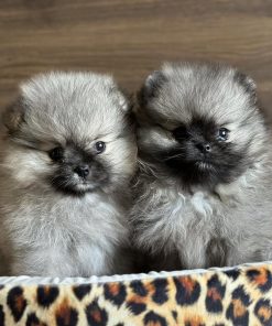 Pomeranian Puppies