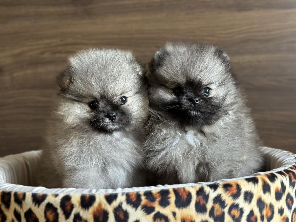 Pomeranian Puppies