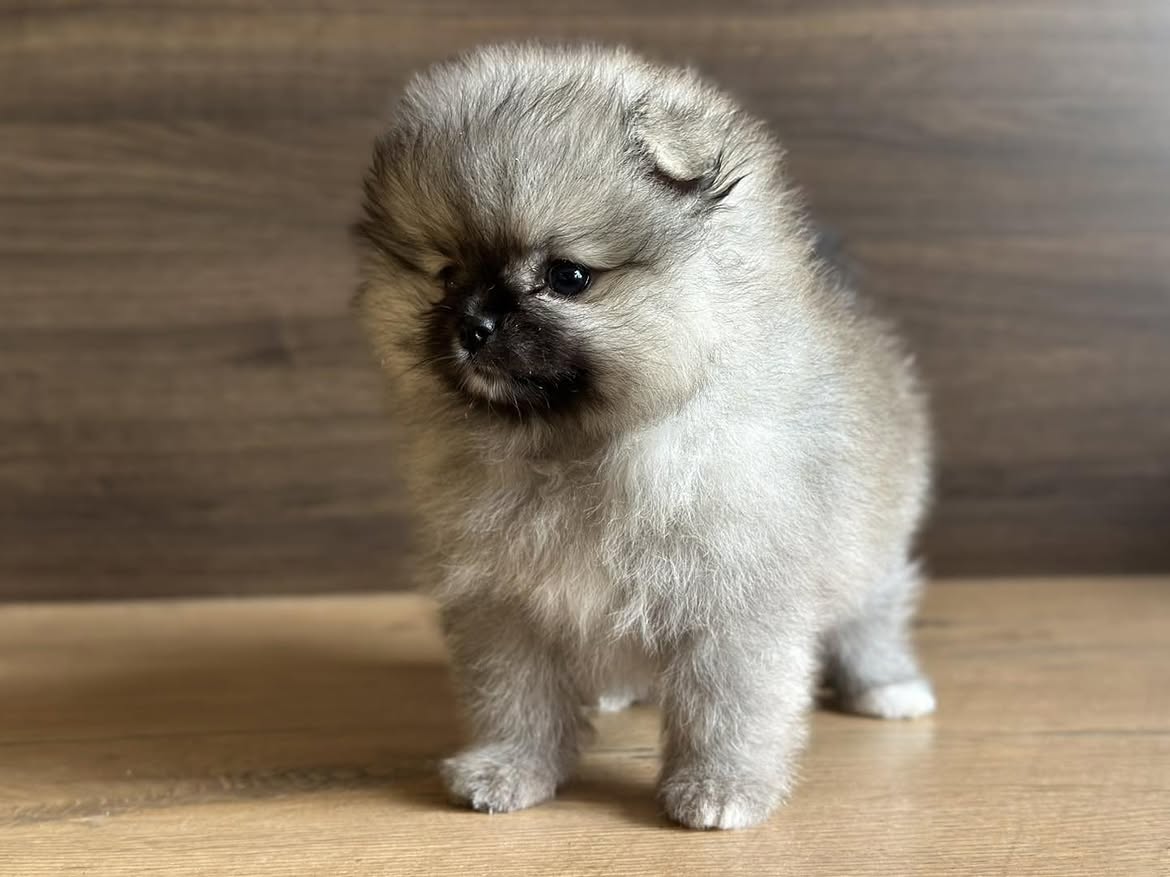 Sable Pomeranian - Image 3