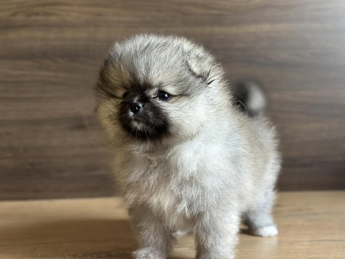 Sable Pomeranian - Image 4