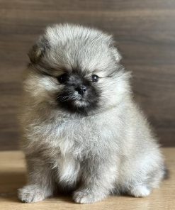 Sable Pomeranian