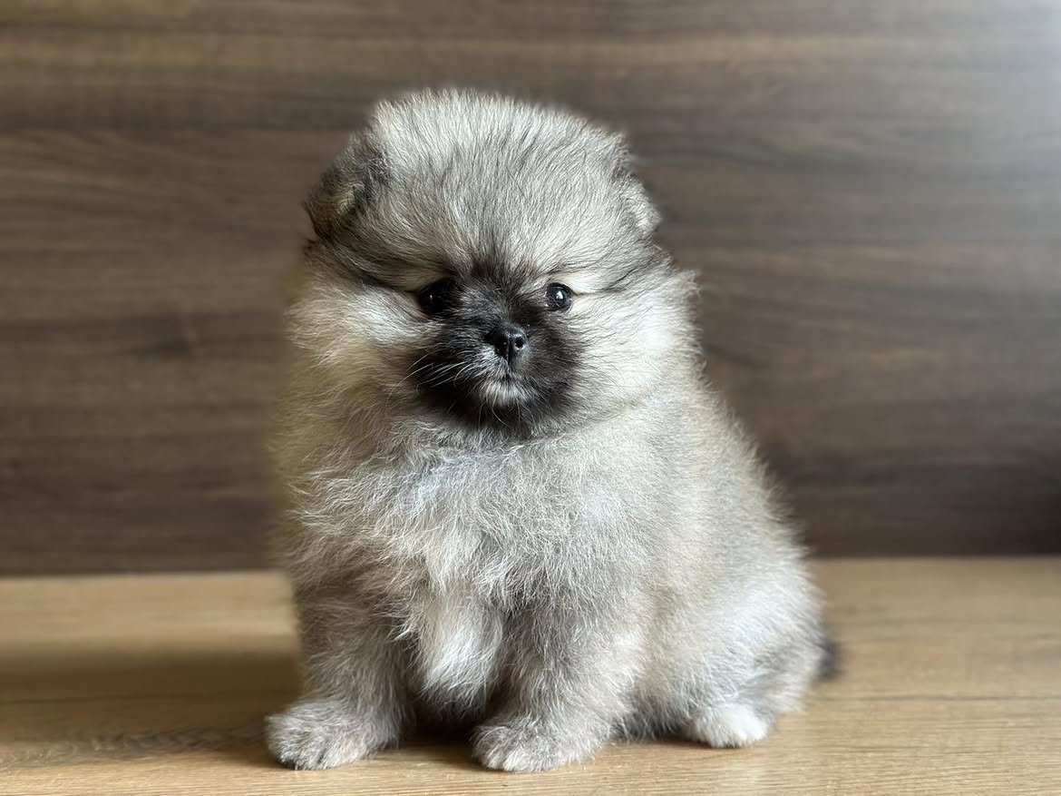 Sable Pomeranian