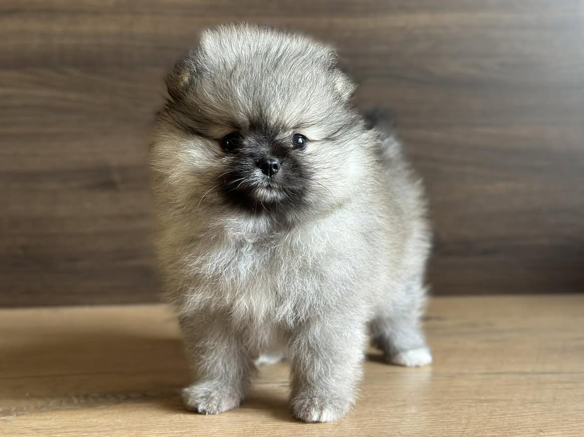 Sable Pomeranian - Image 2