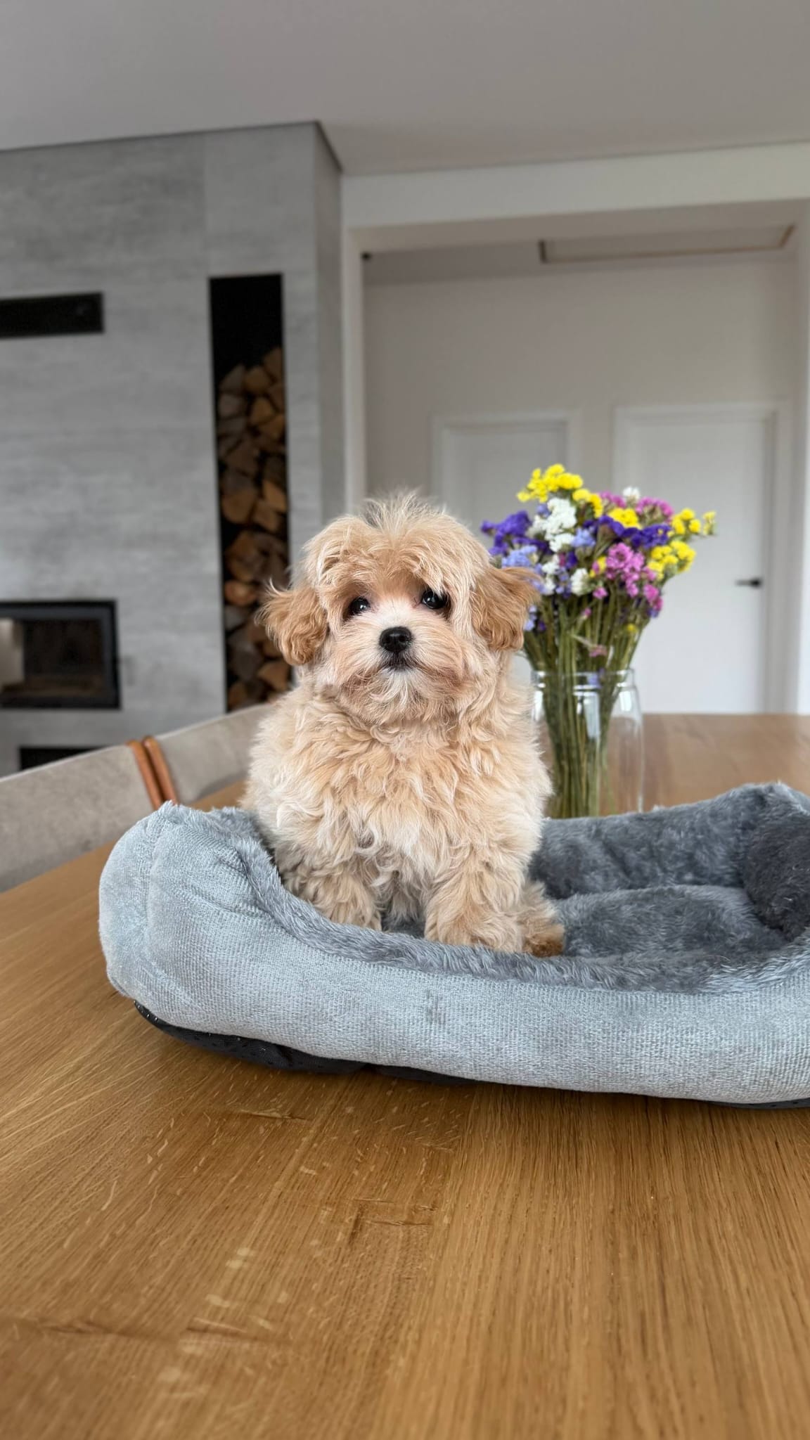 Maltipoo Near Me - Image 2