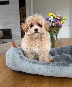 Maltipoo Near Me