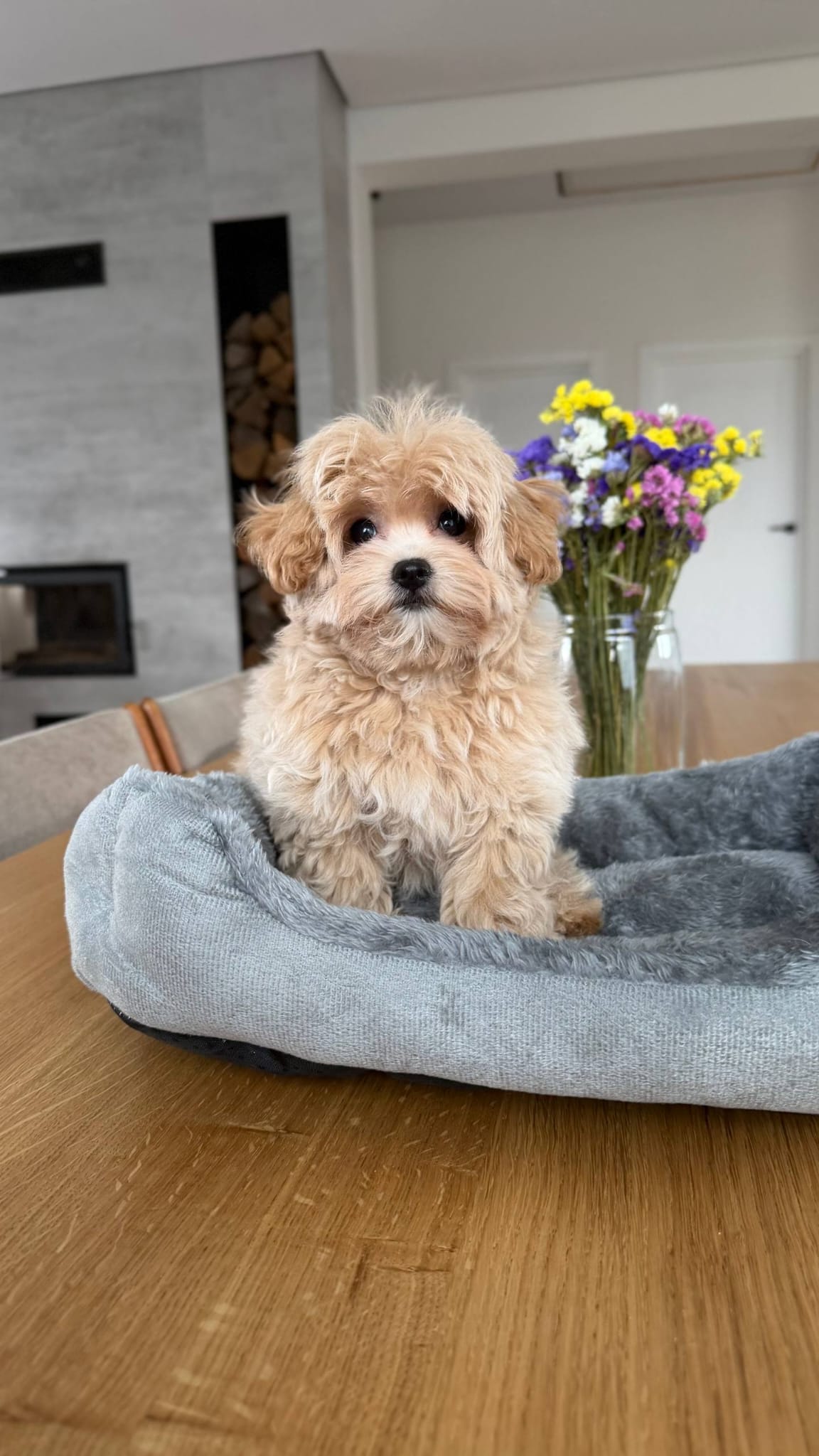 Maltipoo Near Me