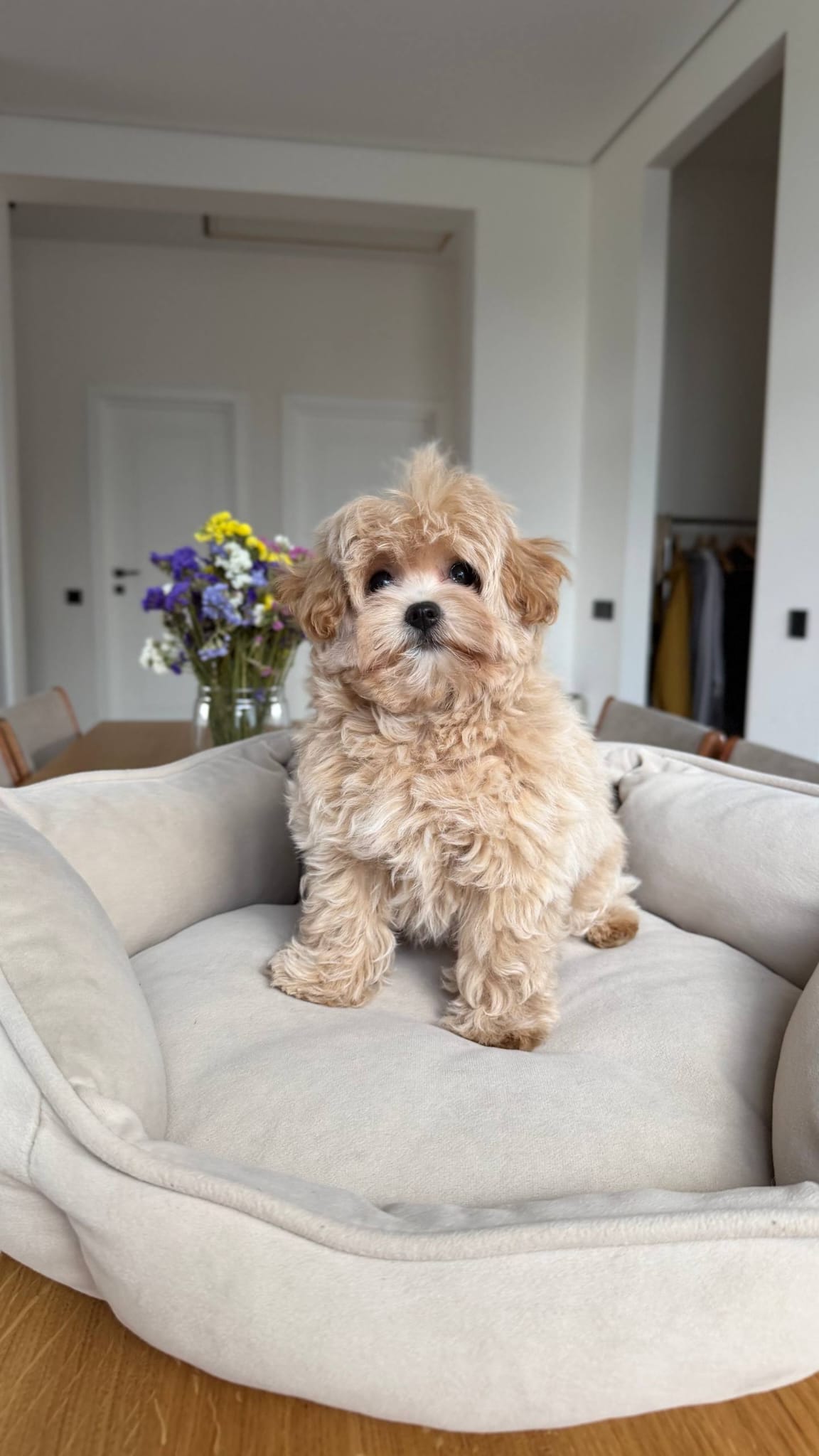 Maltipoo Near Me - Image 4