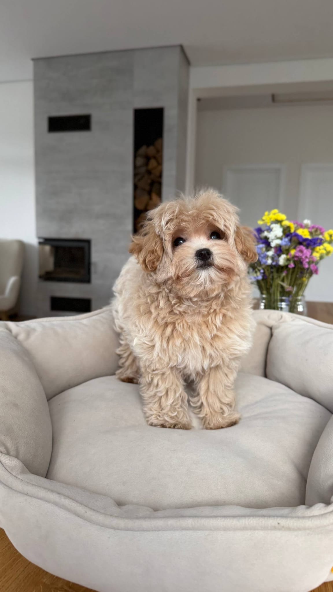 Maltipoo Near Me - Image 3