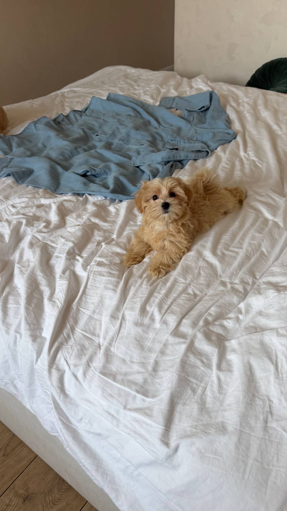 Maltipoo Puppy Nearby - Image 4