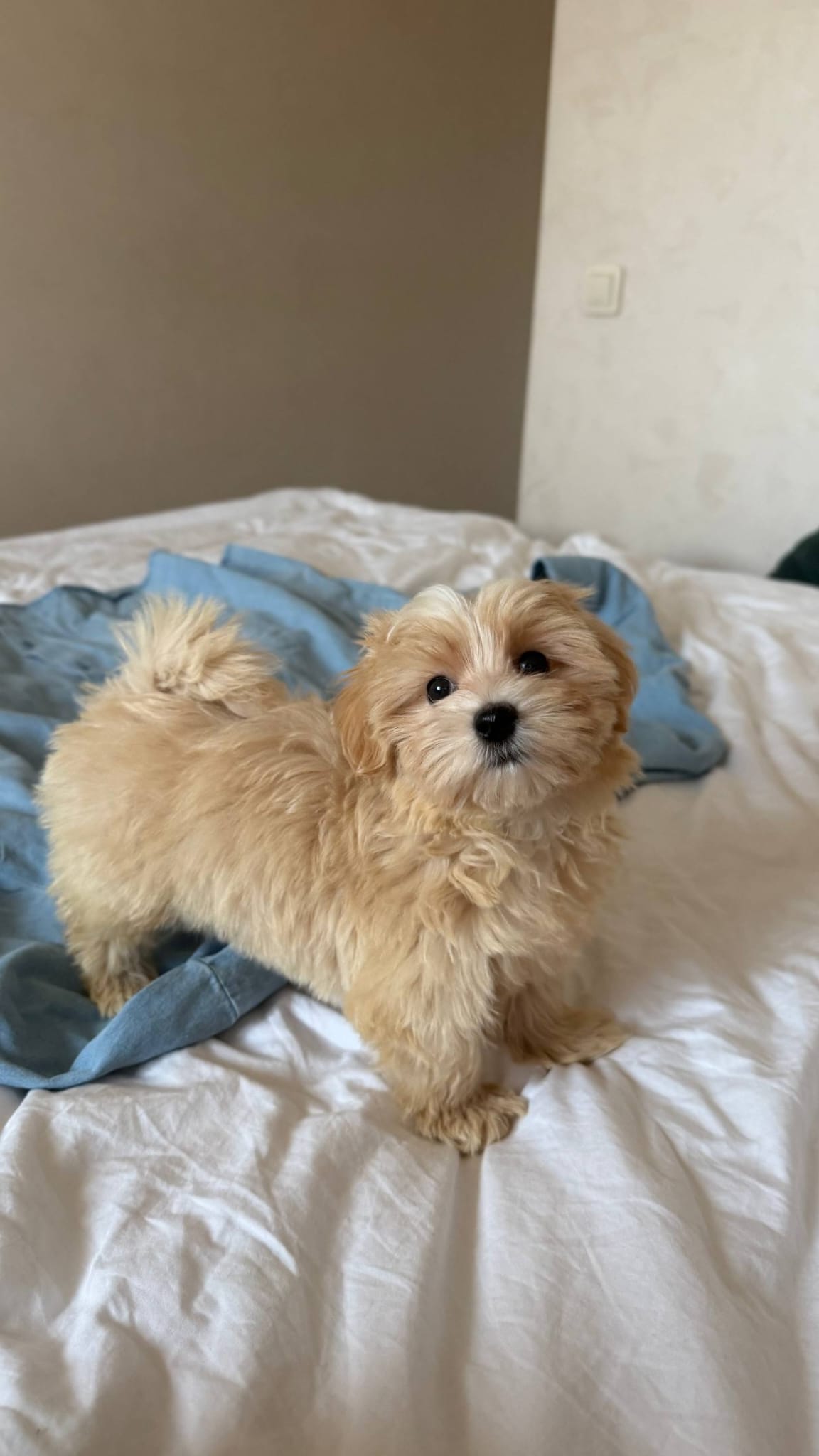 Maltipoo Puppy Nearby - Image 2