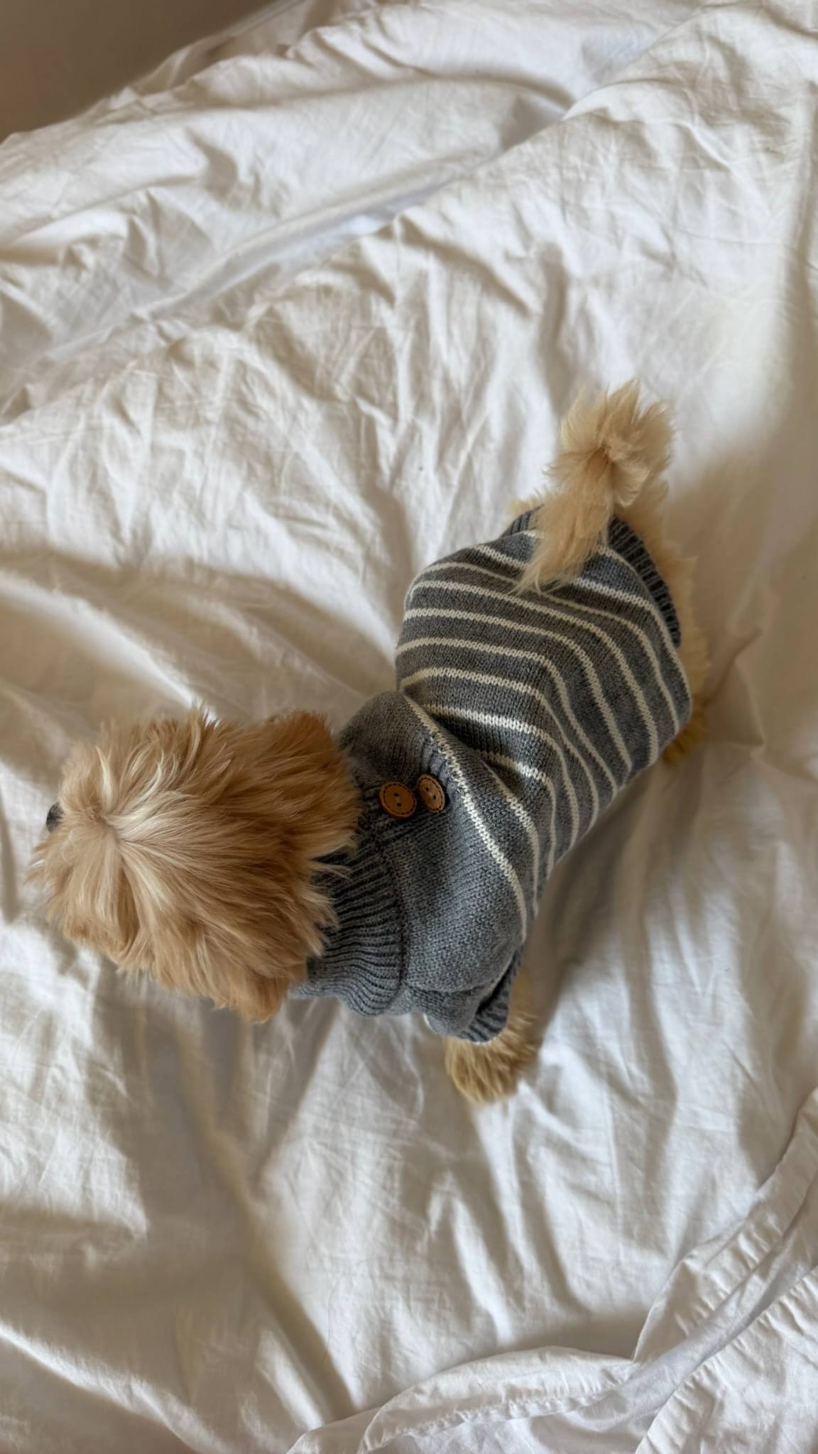 Maltipoo Puppy Nearby - Image 3