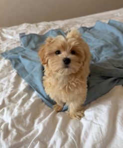 Maltipoo Puppy Nearby