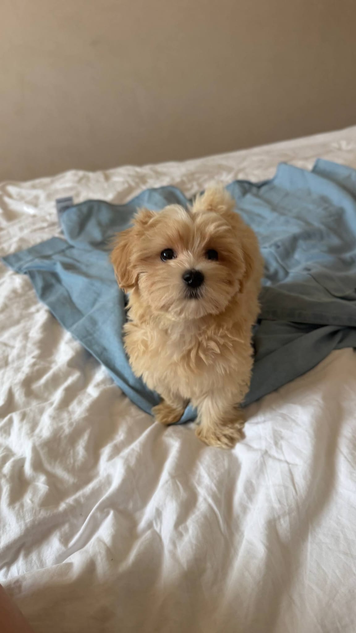Maltipoo Puppy Nearby